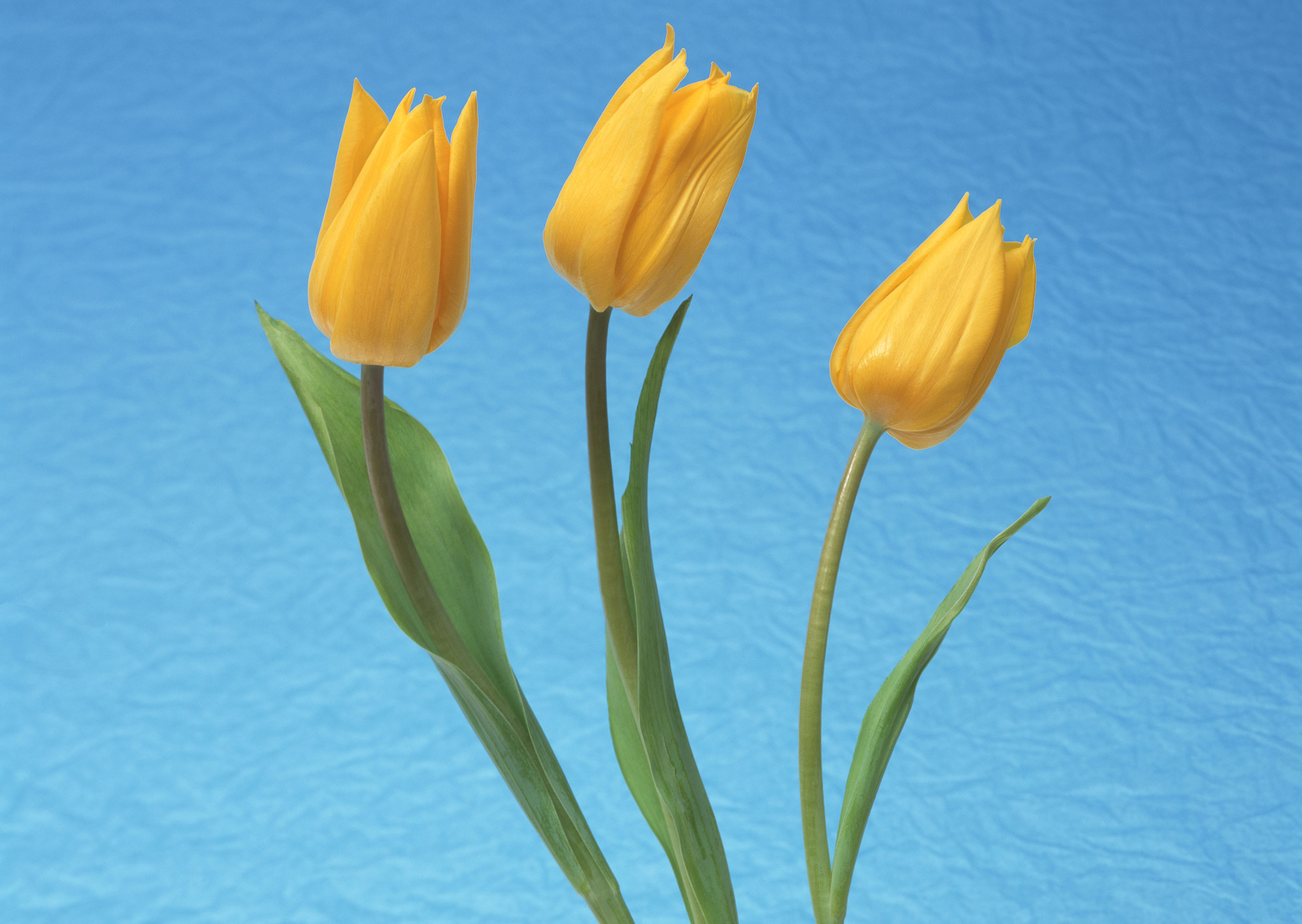 Free download high resolution image - free image free photo free stock image public domain picture -Three yellow tulip