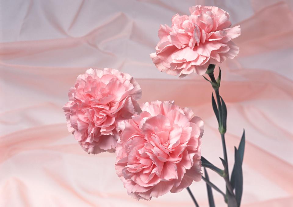 Free download high resolution image - free image free photo free stock image public domain picture  Pink carnation