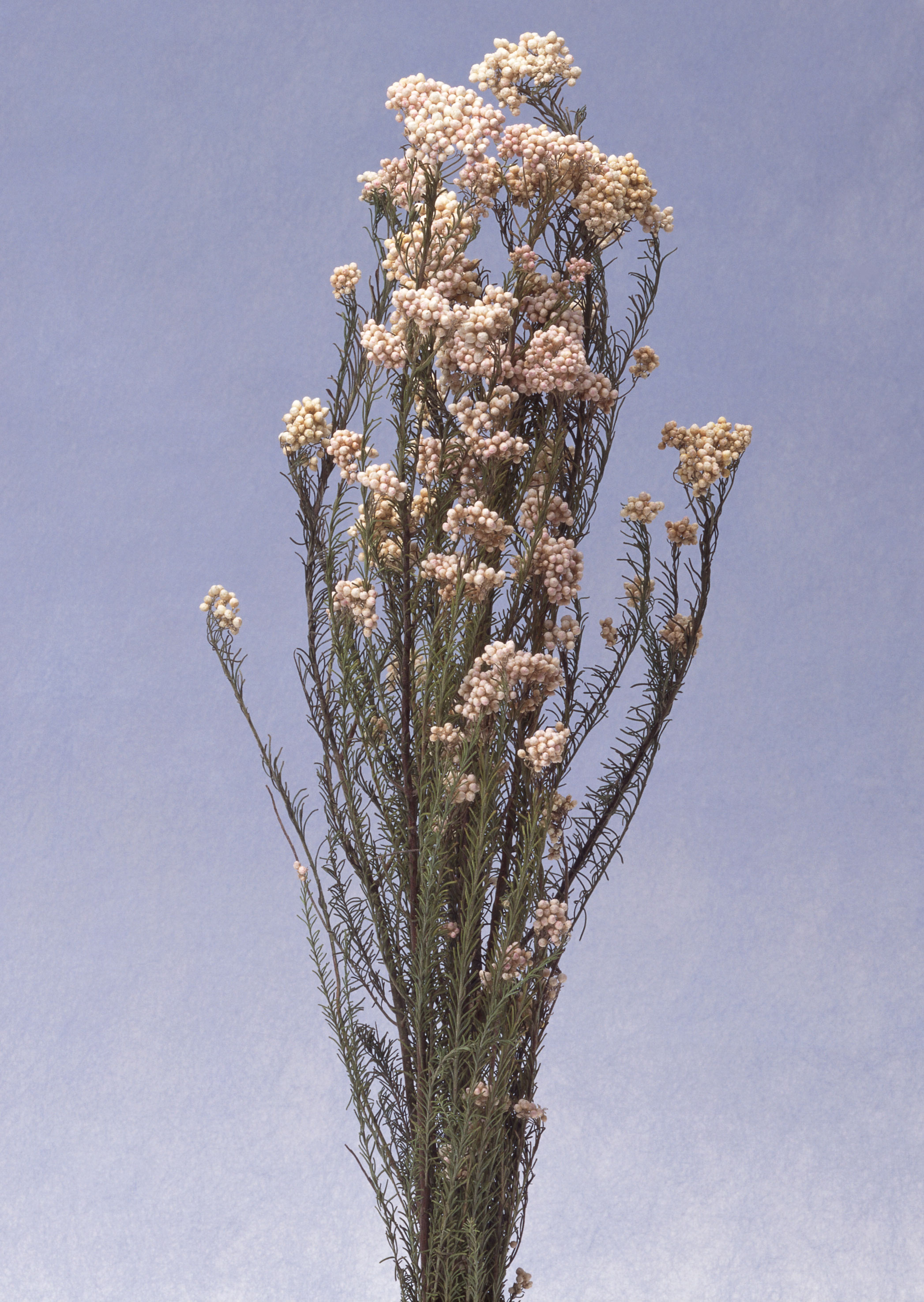 Free download high resolution image - free image free photo free stock image public domain picture -Dried wildflowers