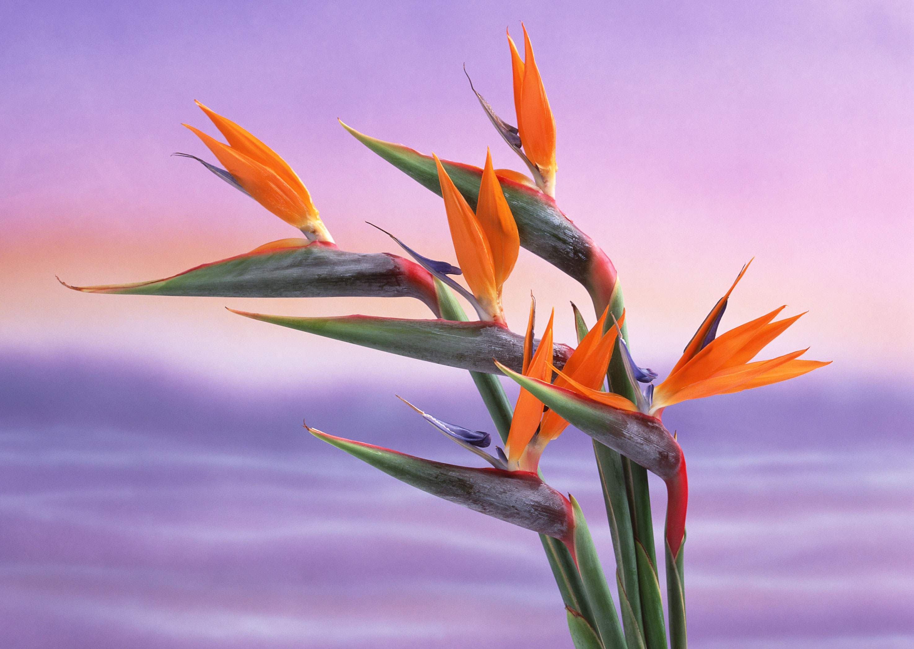 Free download high resolution image - free image free photo free stock image public domain picture -Bird of Paradise Flowers, Tropical flower