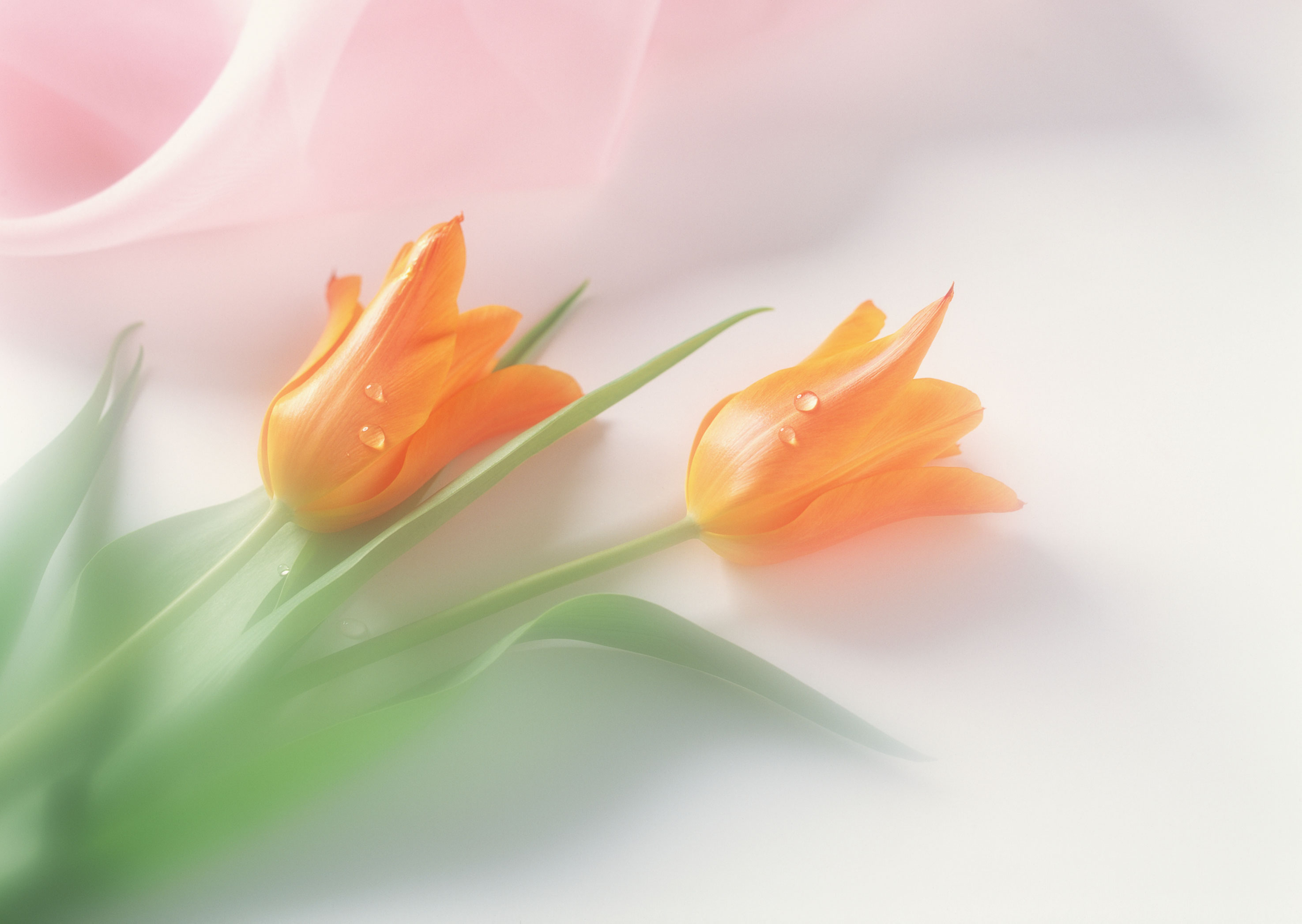 Free download high resolution image - free image free photo free stock image public domain picture -orange tulips