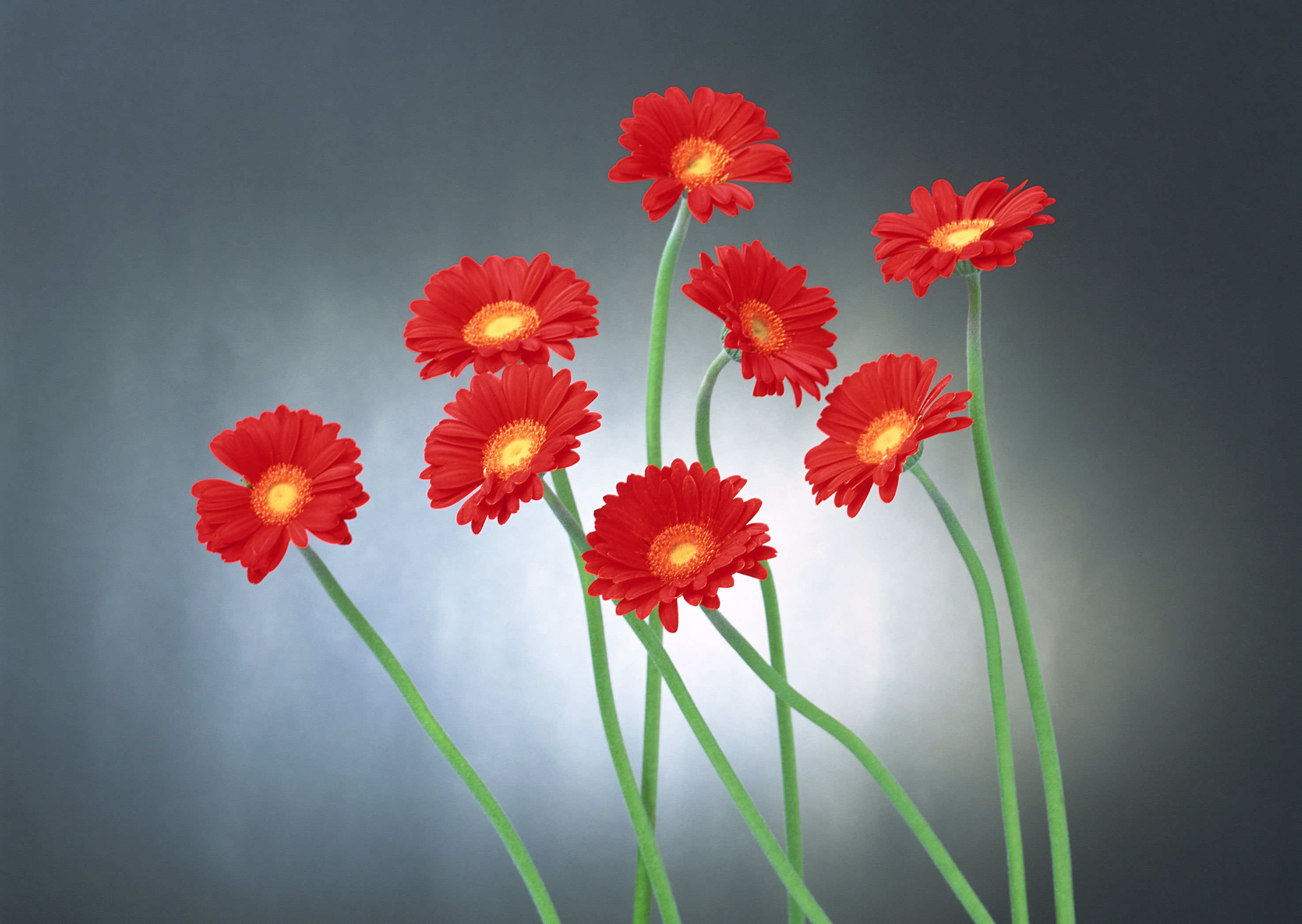 Free download high resolution image - free image free photo free stock image public domain picture -Red gerber flower