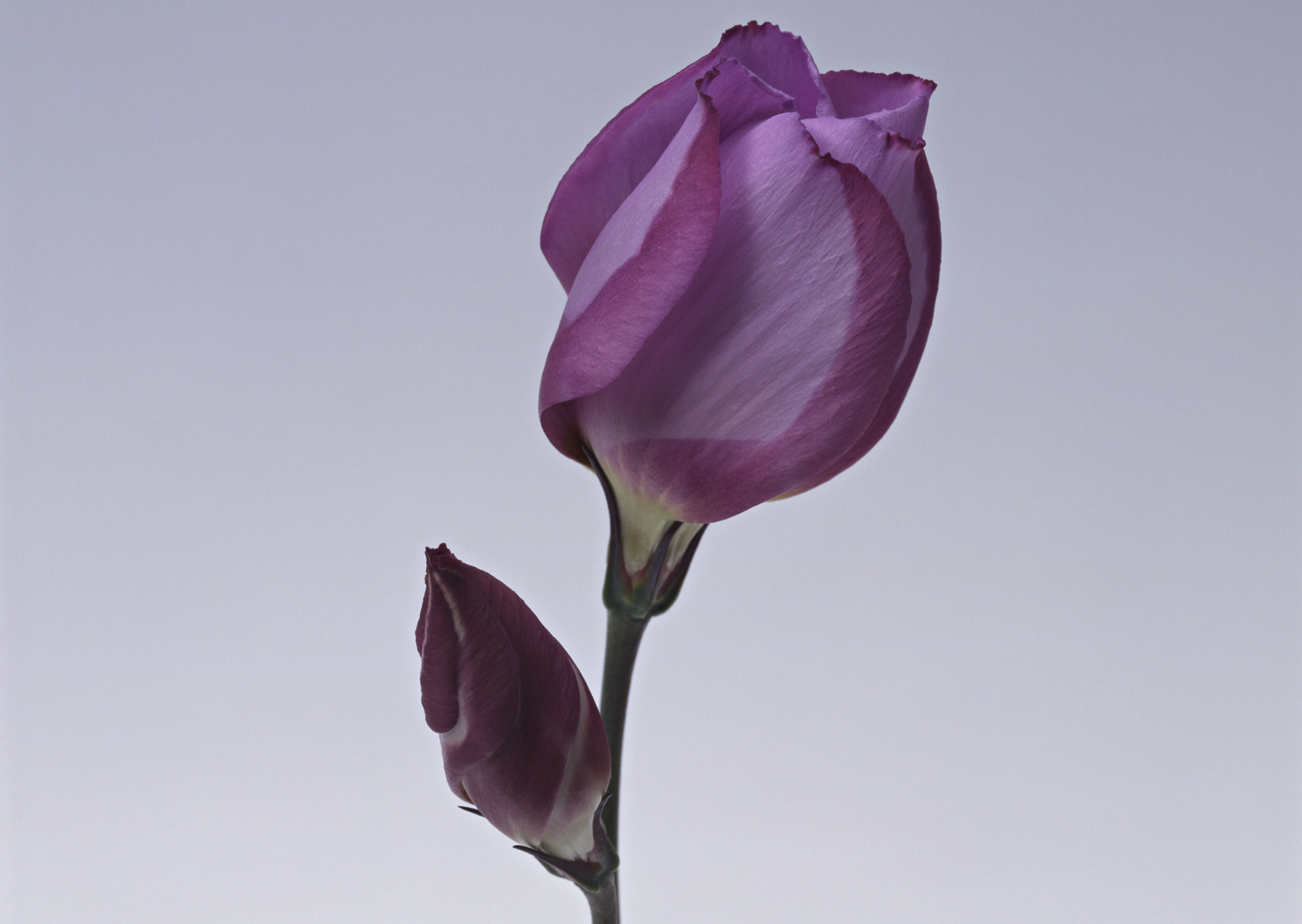 Free download high resolution image - free image free photo free stock image public domain picture -Purple artificial eustoma