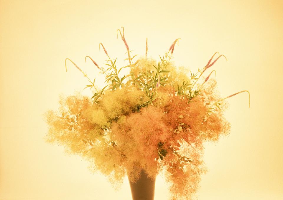 Free download high resolution image - free image free photo free stock image public domain picture  Yellow flower  bouquet