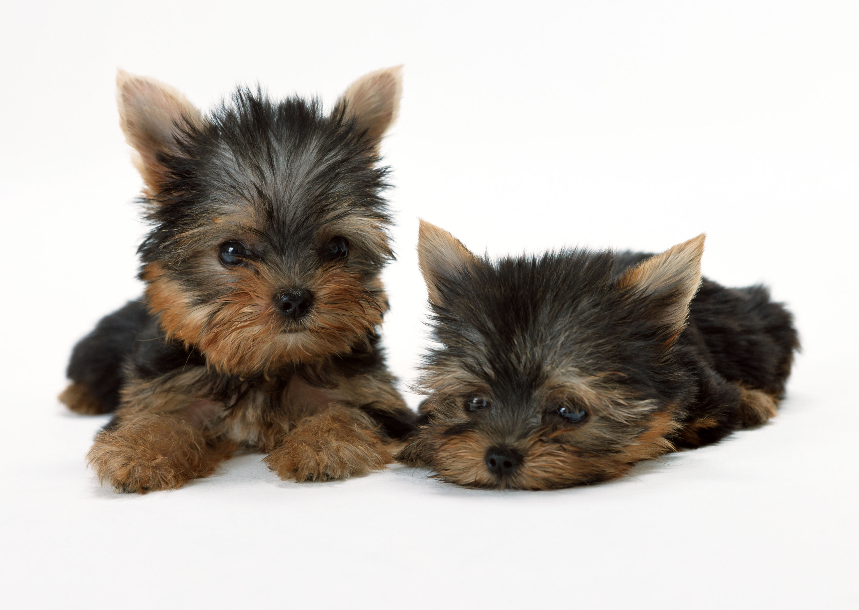 Free download high resolution image - free image free photo free stock image public domain picture -Two puppies of the Yorkshire terrier