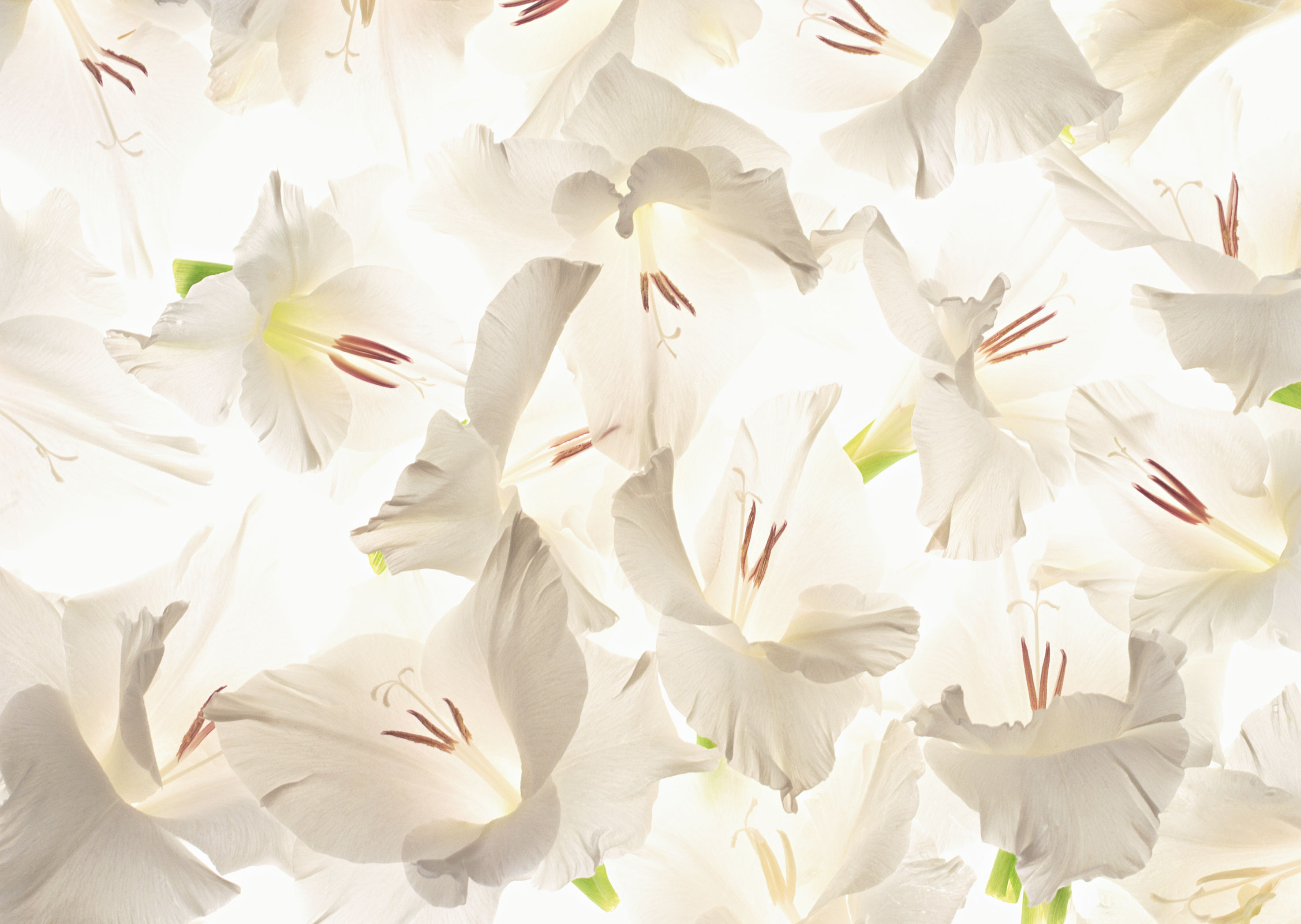 Free download high resolution image - free image free photo free stock image public domain picture -Lily flower pattern