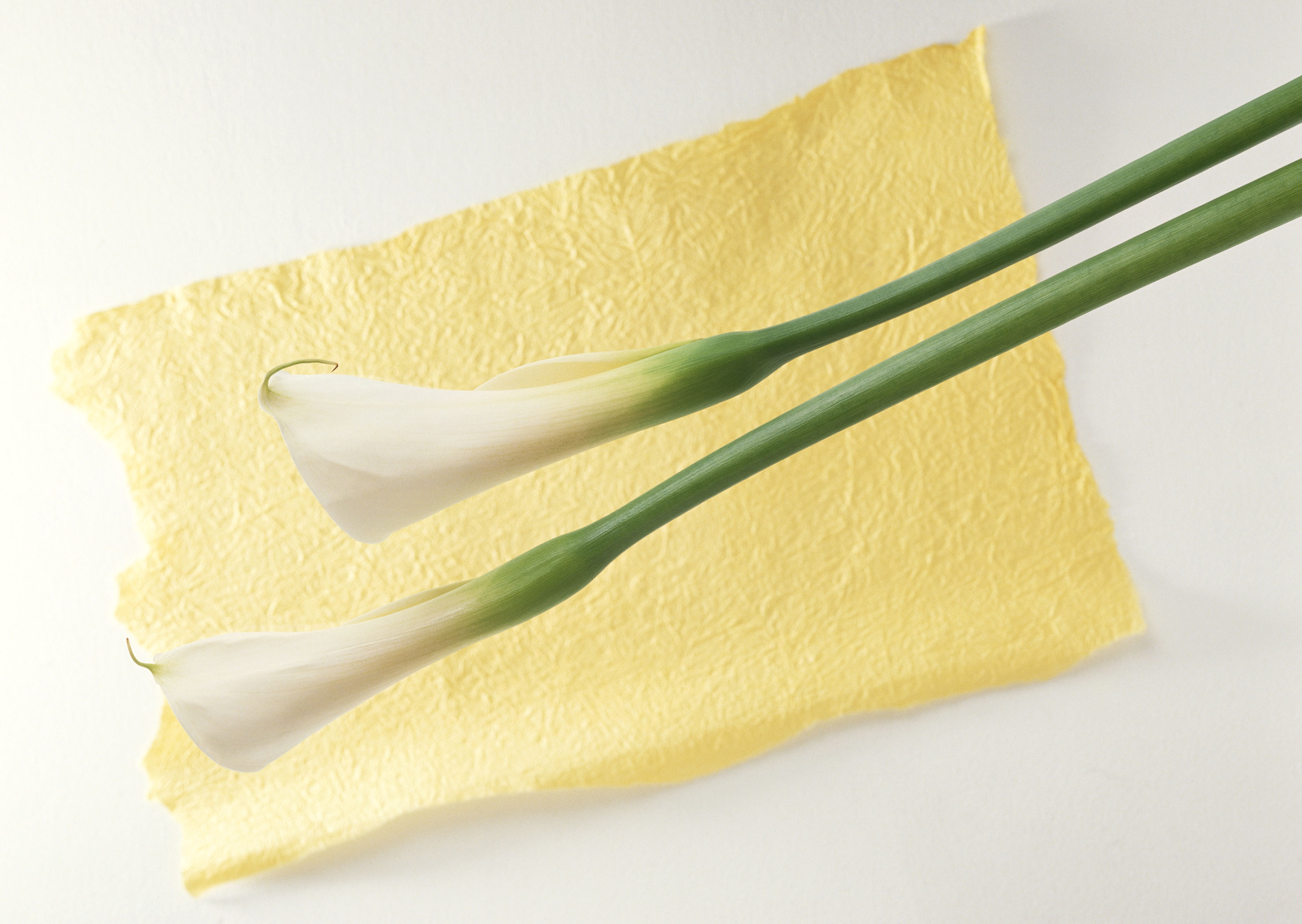 Free download high resolution image - free image free photo free stock image public domain picture -White calla lilies on yellow paper