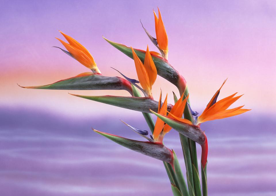 Free download high resolution image - free image free photo free stock image public domain picture  Bird of Paradise Flowers, Tropical flower