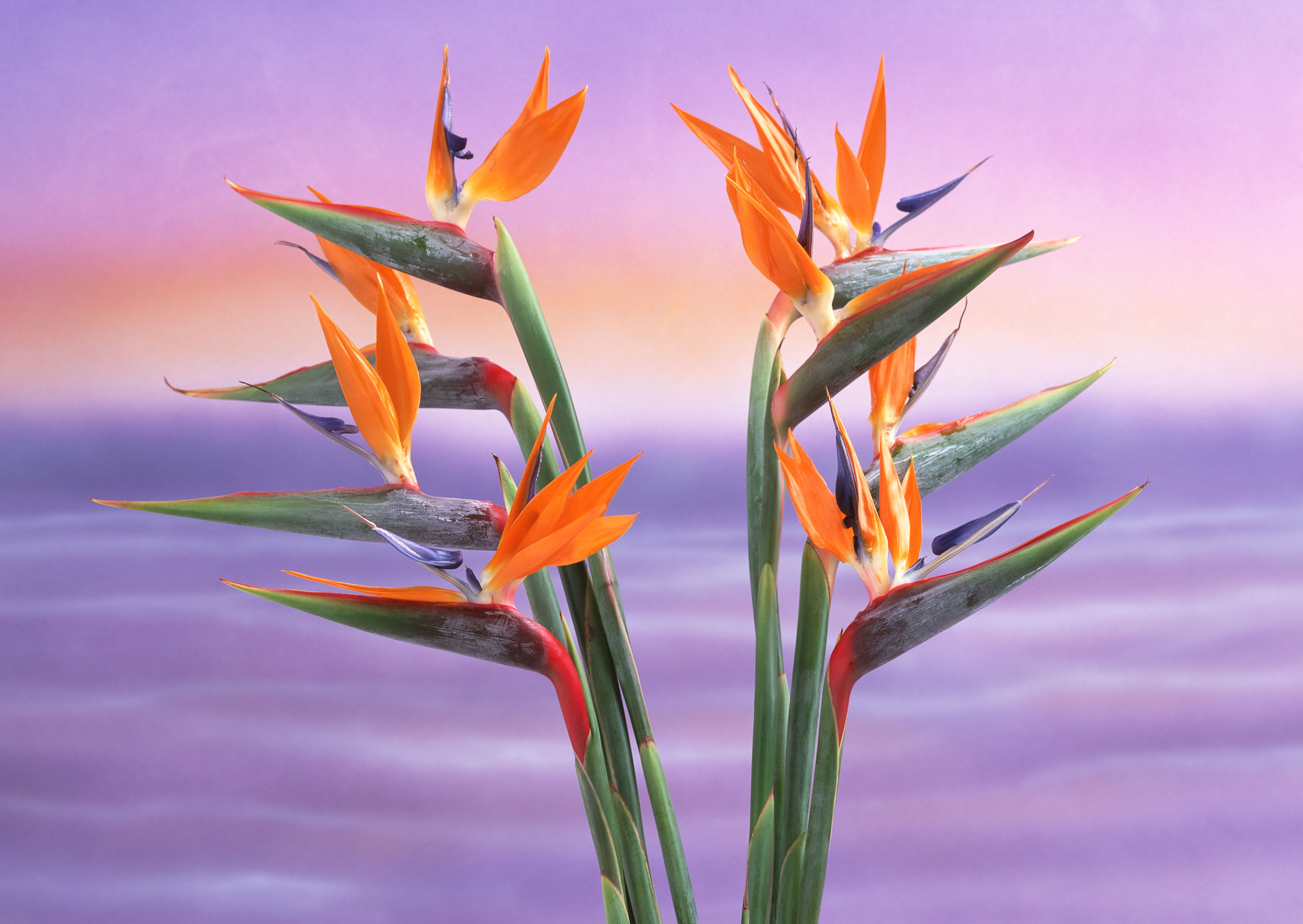 Free download high resolution image - free image free photo free stock image public domain picture -Bird of Paradise flowers isolated on a pastel background.