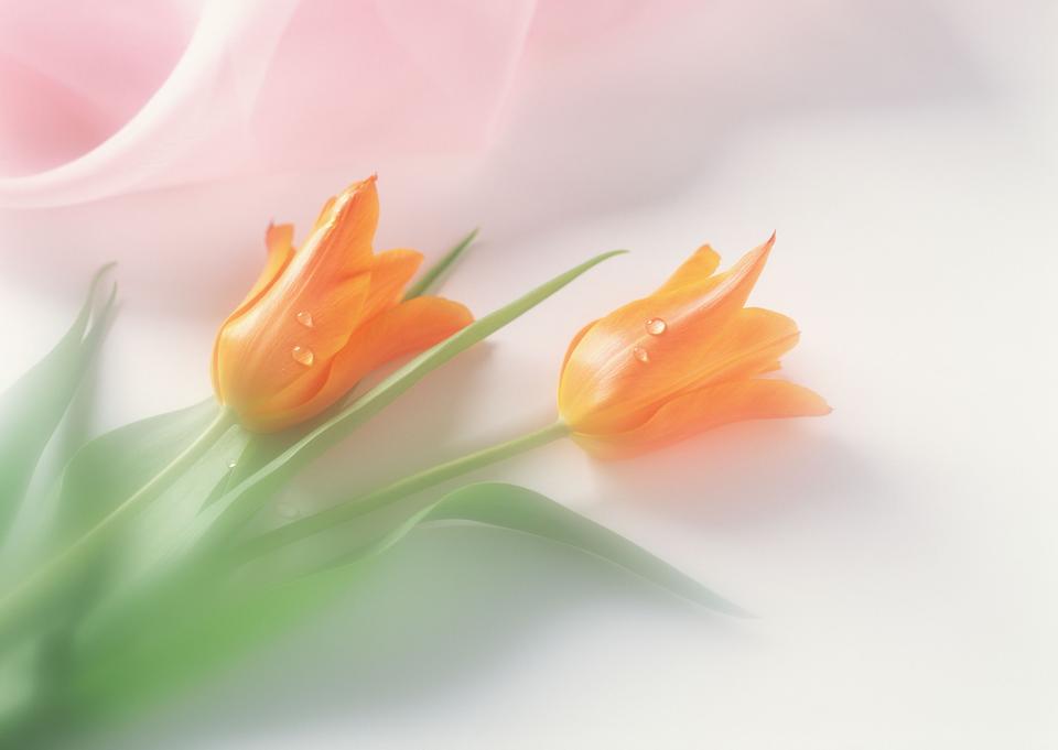 Free download high resolution image - free image free photo free stock image public domain picture  orange tulips