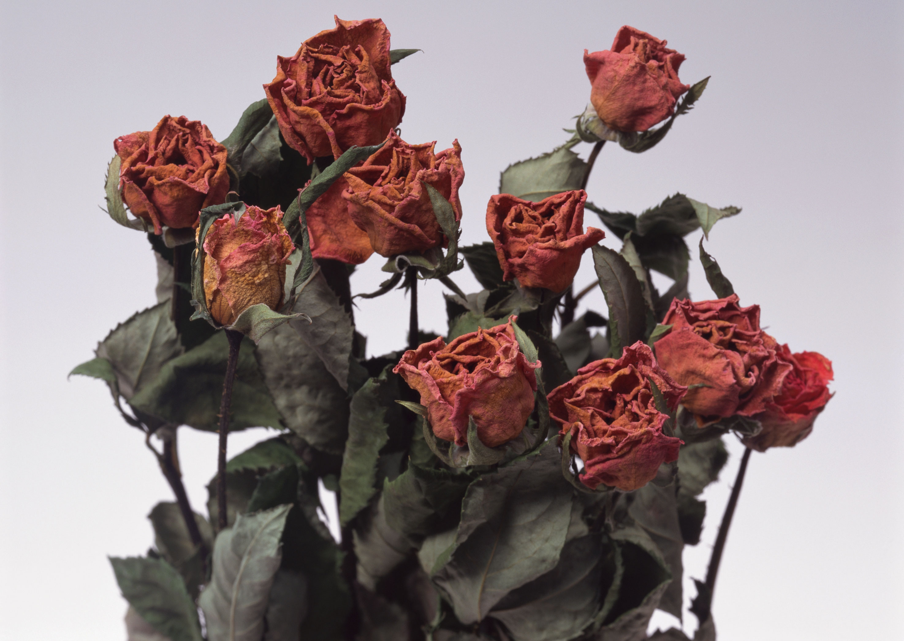 Free download high resolution image - free image free photo free stock image public domain picture -Old dried red roses