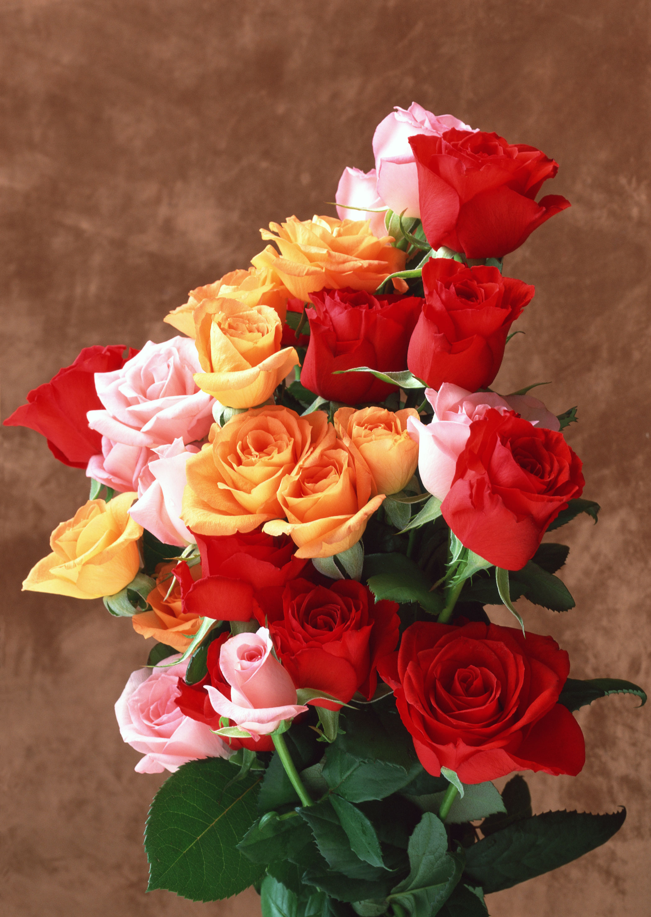 Free download high resolution image - free image free photo free stock image public domain picture -Romantic bouquet of three brightly colored roses in orange, pink