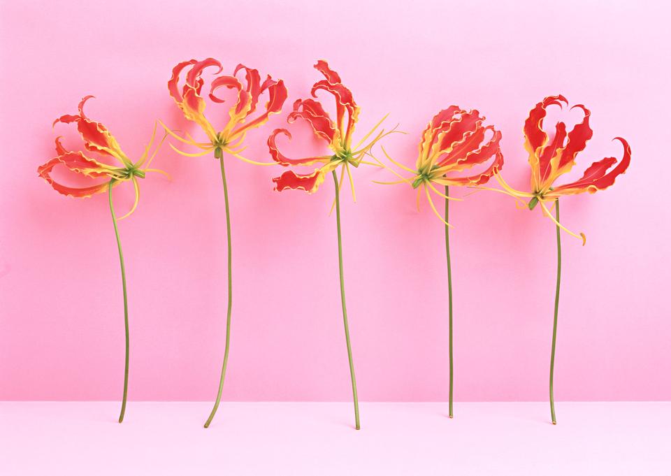 Free download high resolution image - free image free photo free stock image public domain picture  Red flowers isolated over pink