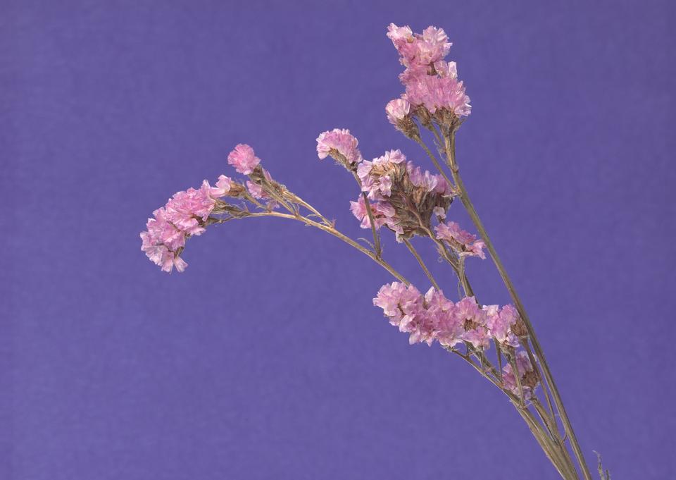 Free download high resolution image - free image free photo free stock image public domain picture  Old dried pink flowers