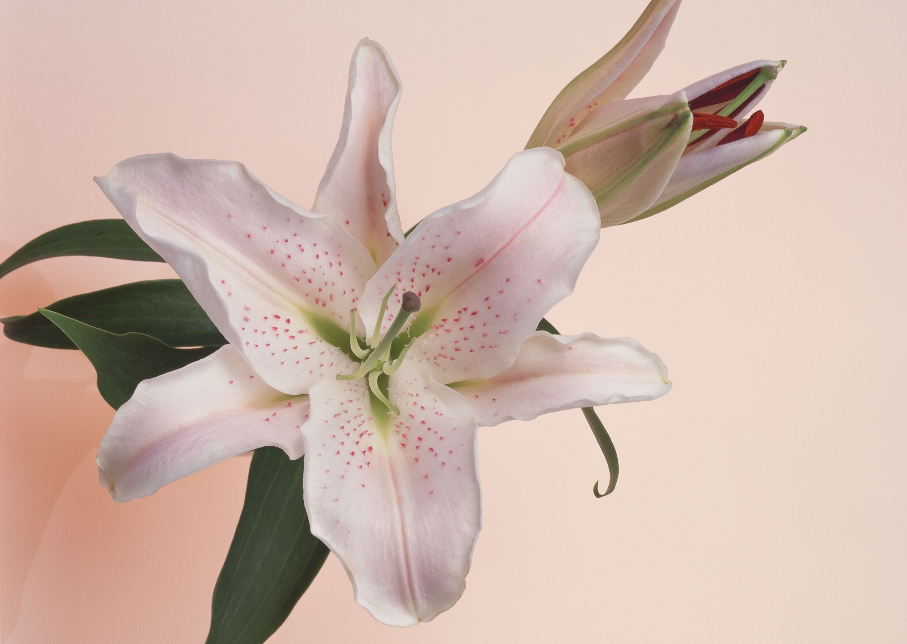 Free download high resolution image - free image free photo free stock image public domain picture -pink lily flower