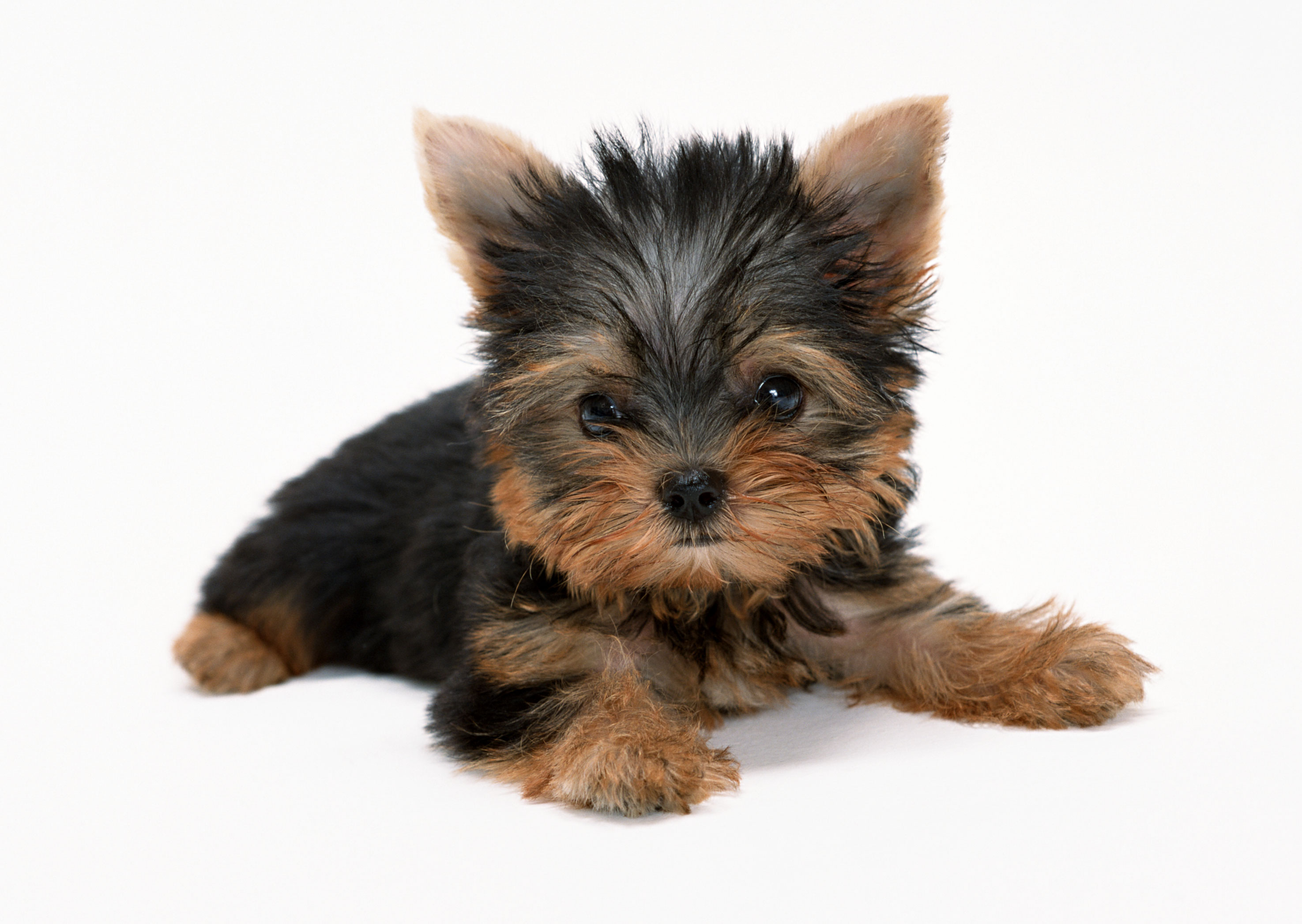 Free download high resolution image - free image free photo free stock image public domain picture -yorkshire terrier puppy