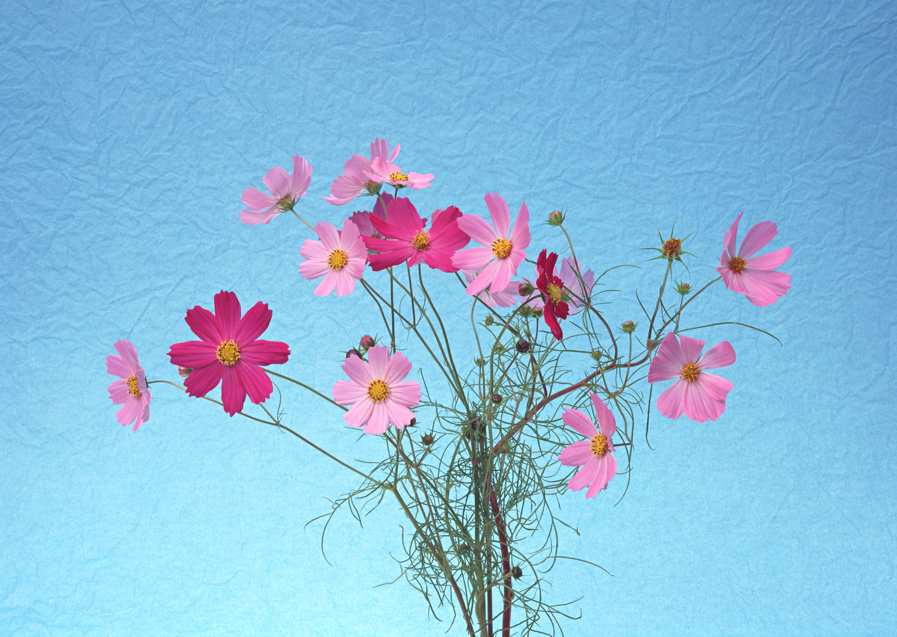 Free download high resolution image - free image free photo free stock image public domain picture -Cosmos flowers on blue background