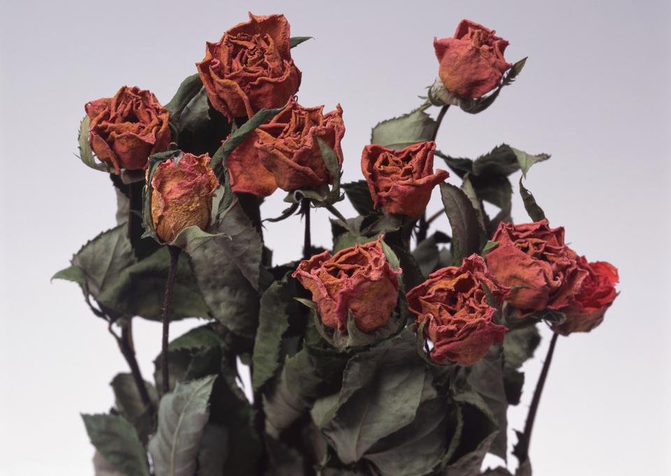 Free download high resolution image - free image free photo free stock image public domain picture  Old dried red roses