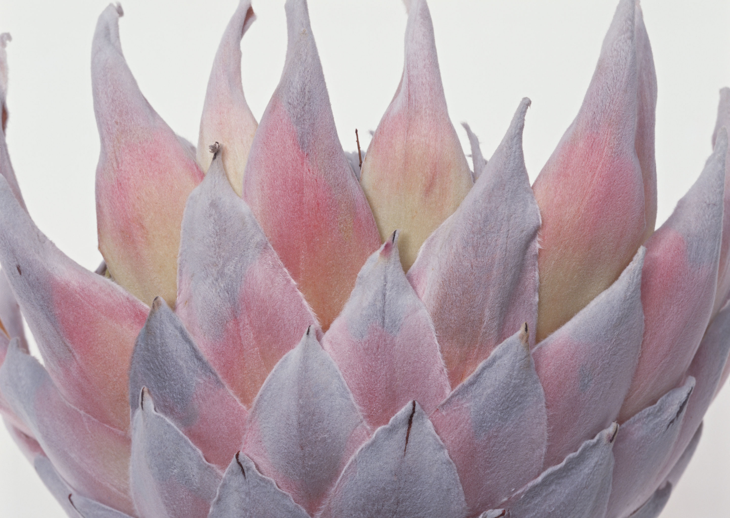 Free download high resolution image - free image free photo free stock image public domain picture -Classic pink open King Protea (national flower of South Africa)