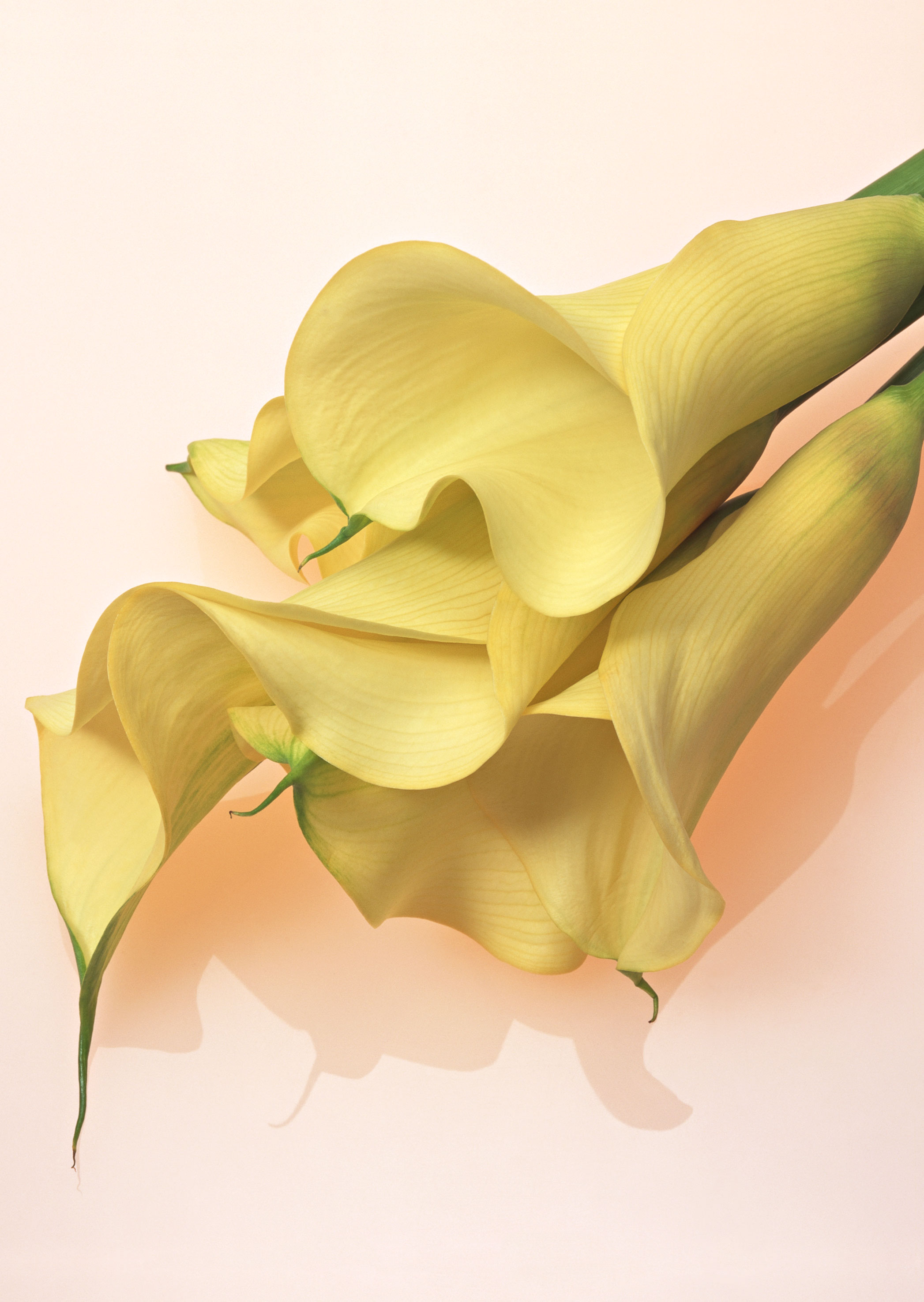 Free download high resolution image - free image free photo free stock image public domain picture -Yellow callas