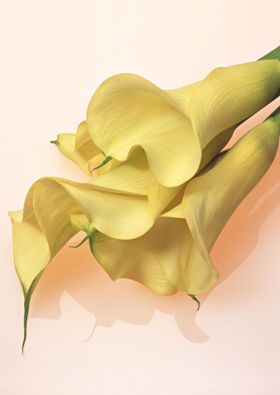 Free download high resolution image - free image free photo free stock image public domain picture  Yellow callas