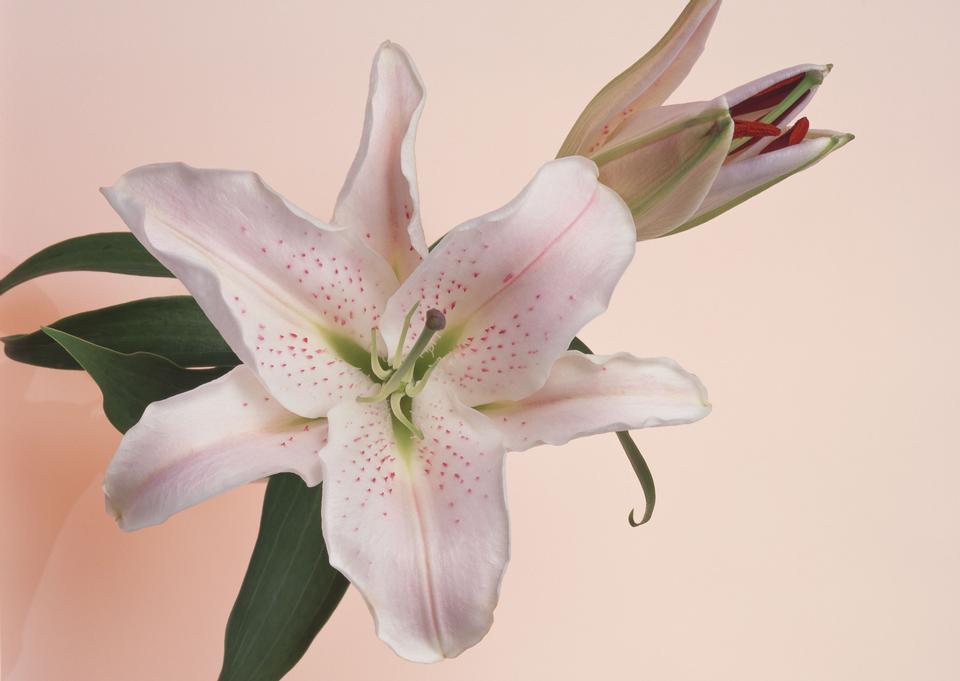 Free download high resolution image - free image free photo free stock image public domain picture  pink lily flower