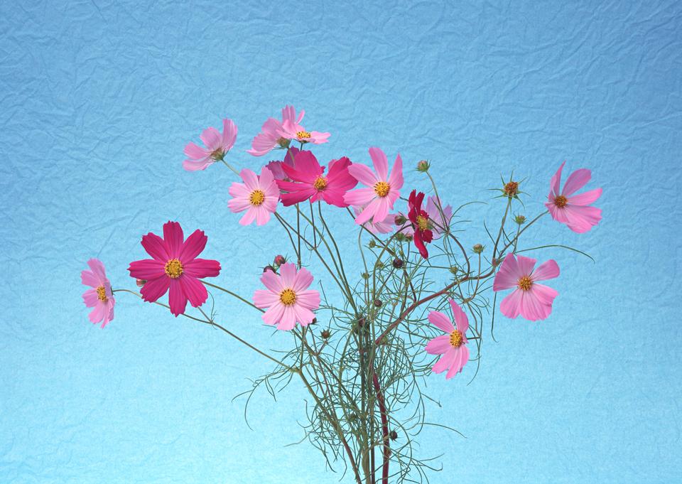 Free download high resolution image - free image free photo free stock image public domain picture  Cosmos flowers on blue background