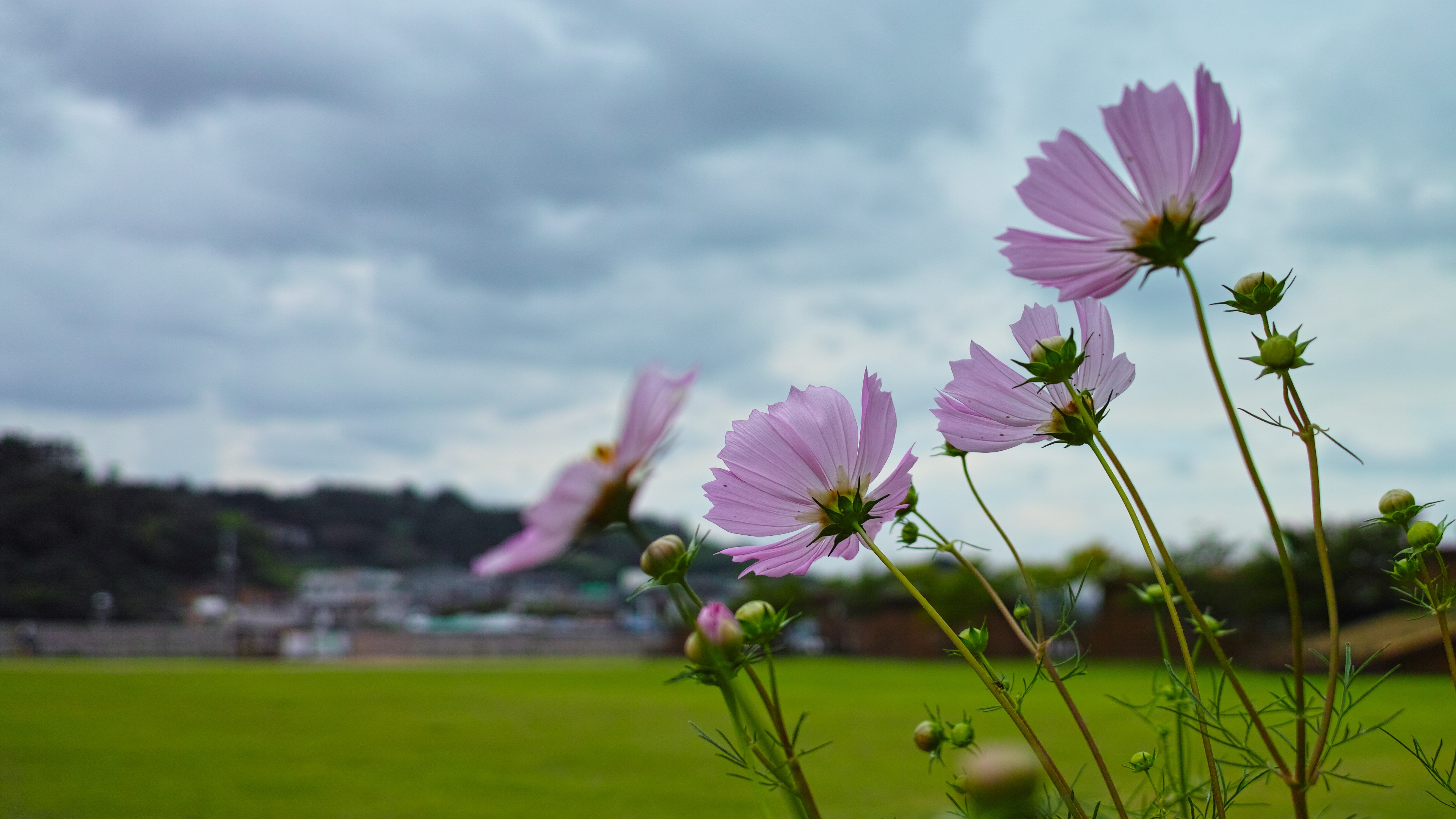 Free download high resolution image - free image free photo free stock image public domain picture -The Cosmos Flower