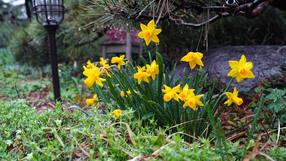 Free download high resolution image - free image free photo free stock image public domain picture  yellow Daffodils in the garden