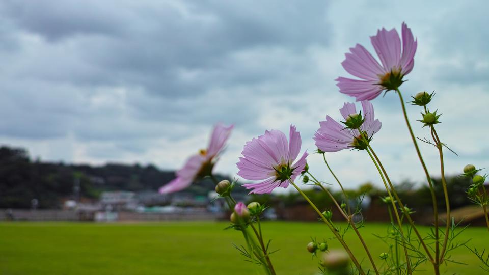 Free download high resolution image - free image free photo free stock image public domain picture  The Cosmos Flower