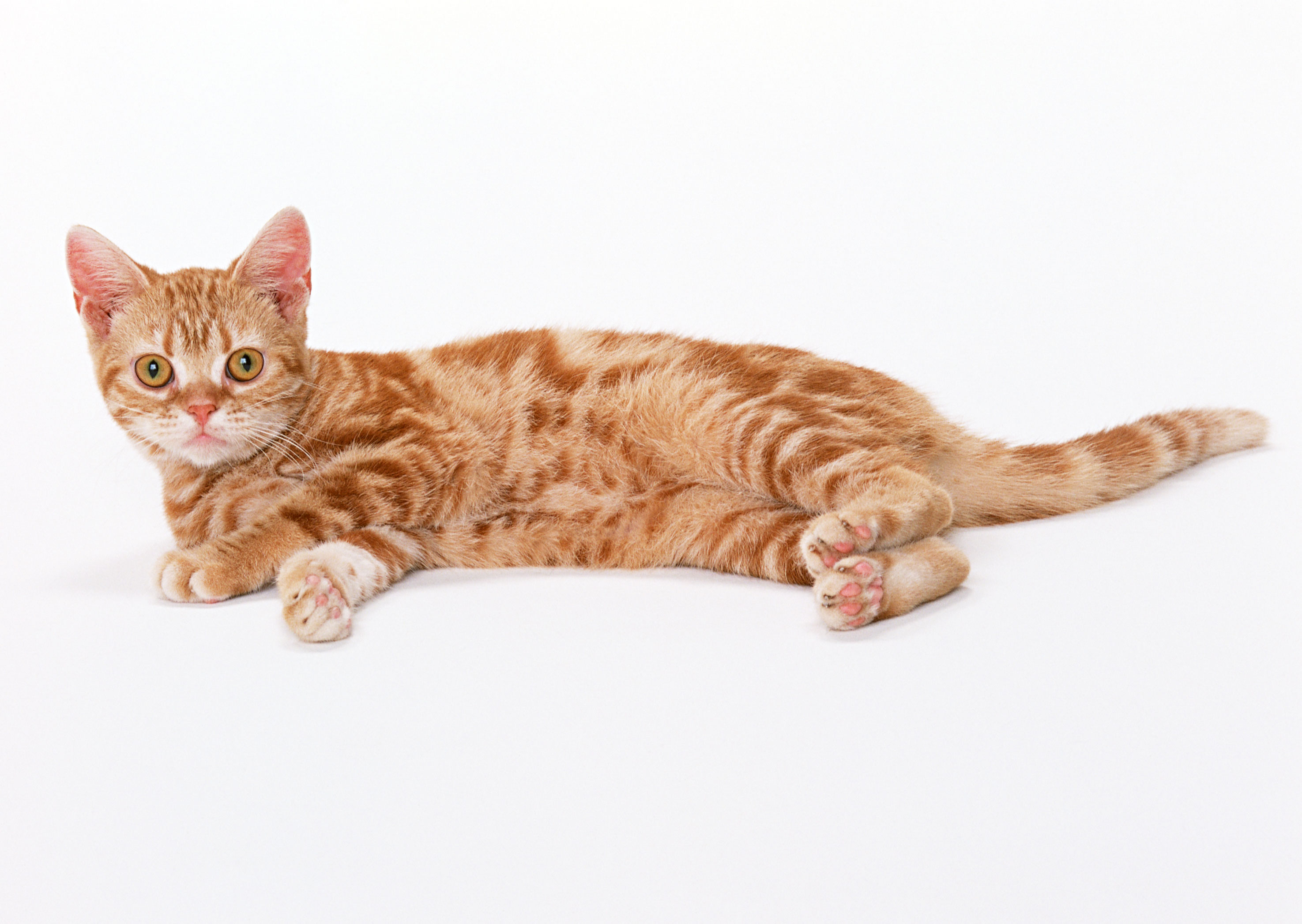 Free download high resolution image - free image free photo free stock image public domain picture -a little tabby kitten closeup