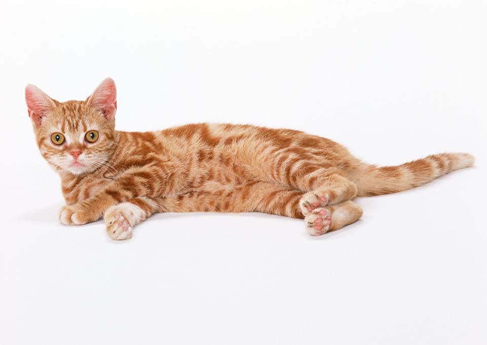 Free download high resolution image - free image free photo free stock image public domain picture  a little tabby kitten closeup