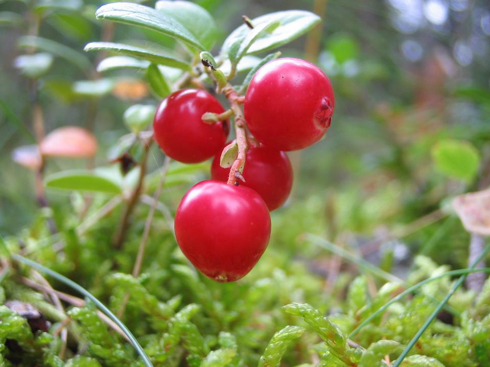 Free download high resolution image - free image free photo free stock image public domain picture  Forest wild berry cowberry