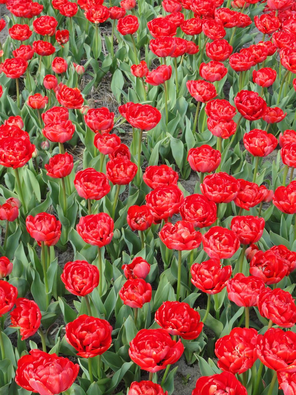 Free download high resolution image - free image free photo free stock image public domain picture  colorful tulips, tulips in spring