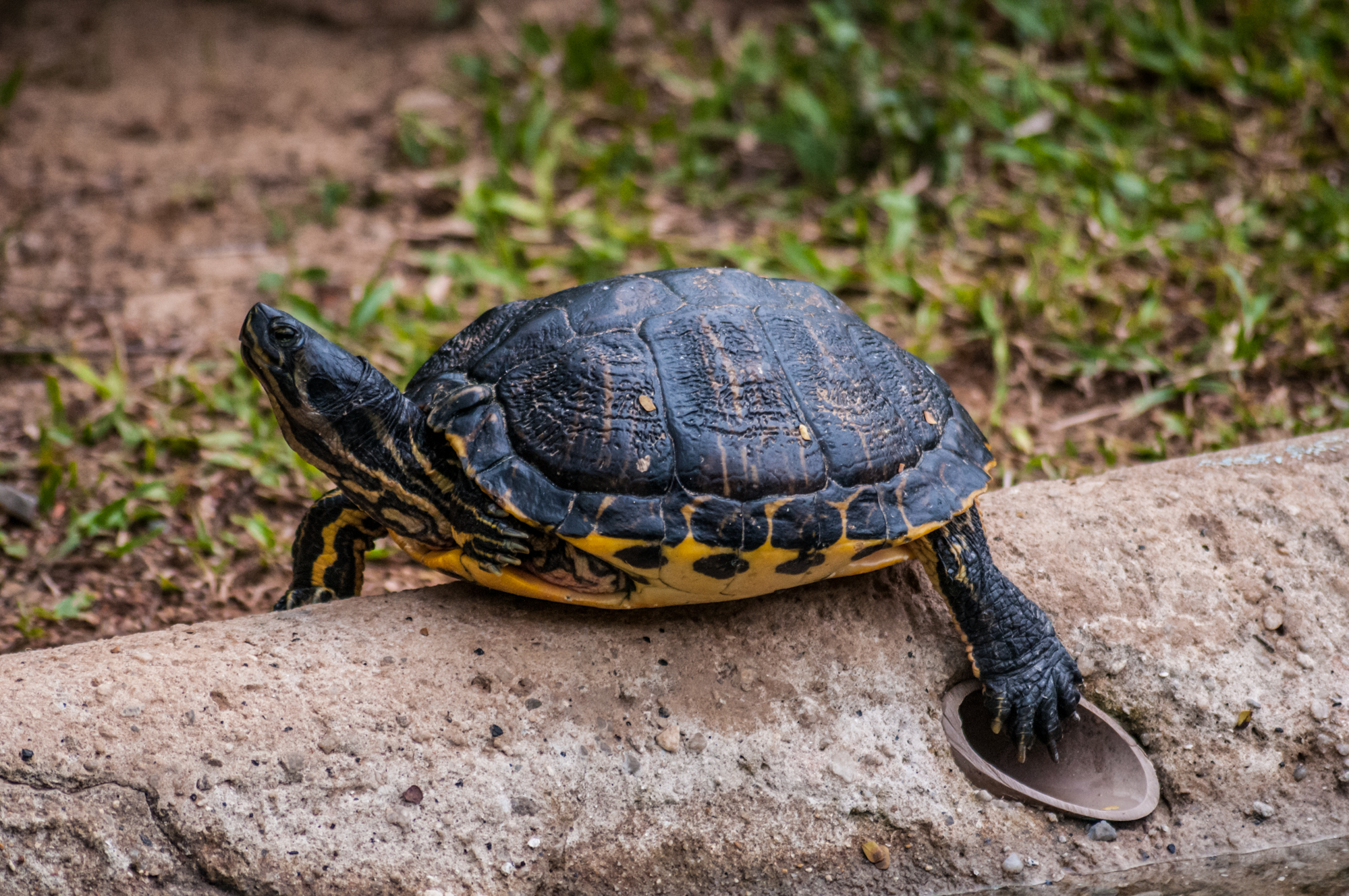 Free download high resolution image - free image free photo free stock image public domain picture -Turtle