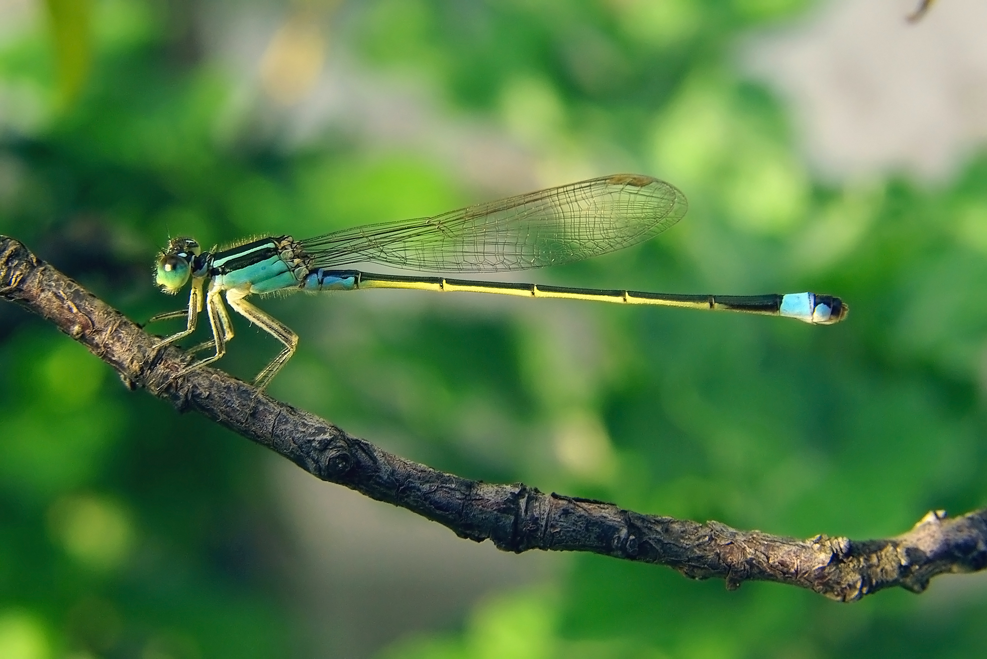 Free download high resolution image - free image free photo free stock image public domain picture -Blue Tailed Damselfly