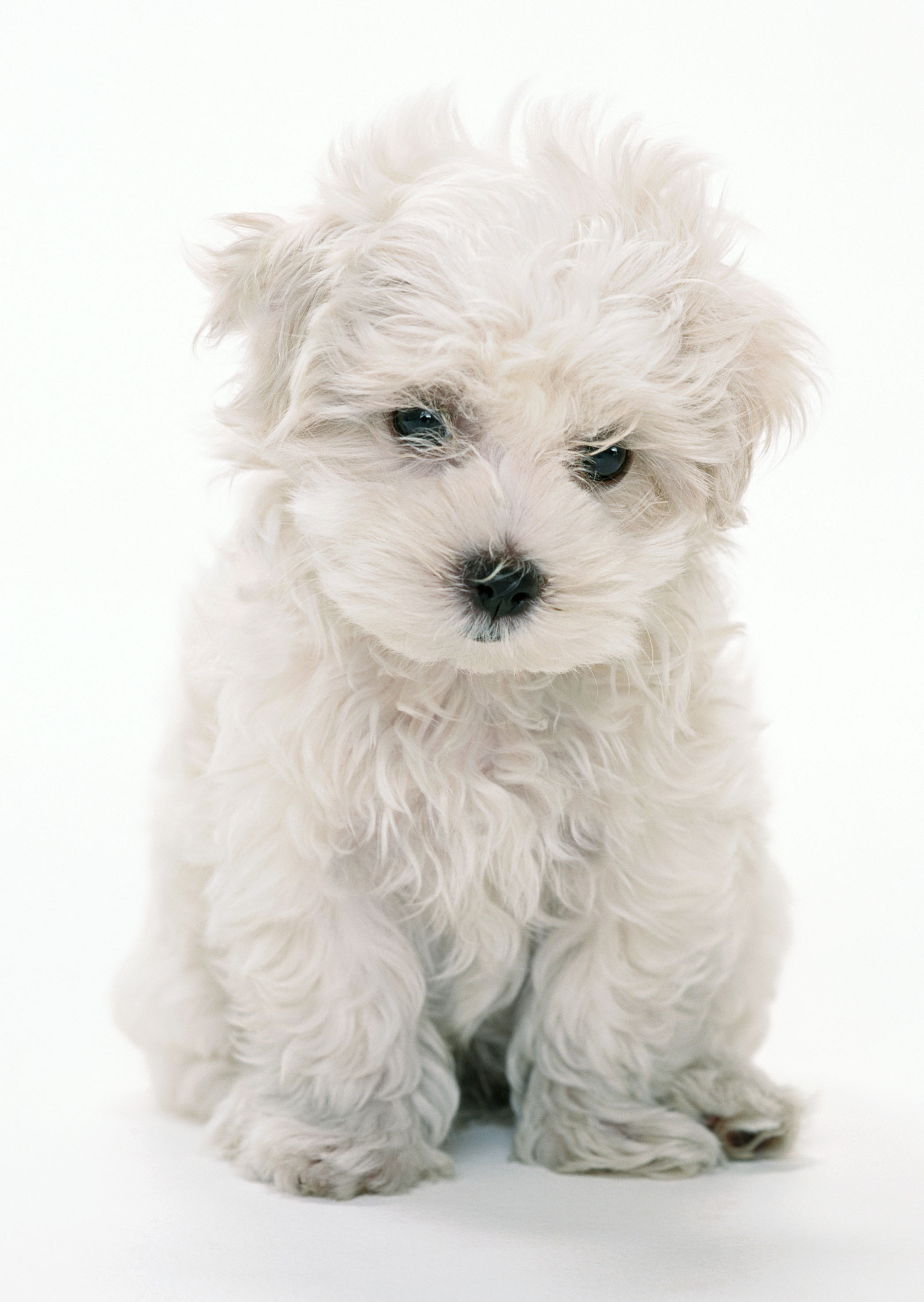 Free download high resolution image - free image free photo free stock image public domain picture -Maltese puppy