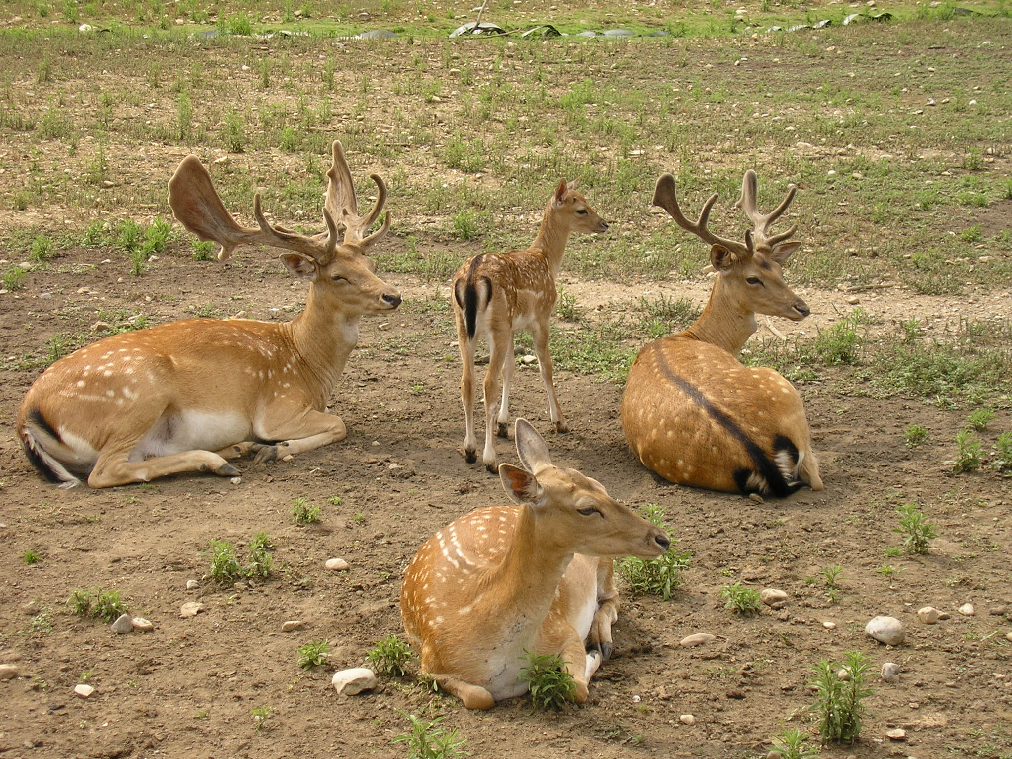 Free download high resolution image - free image free photo free stock image public domain picture -Group of deer in zoo