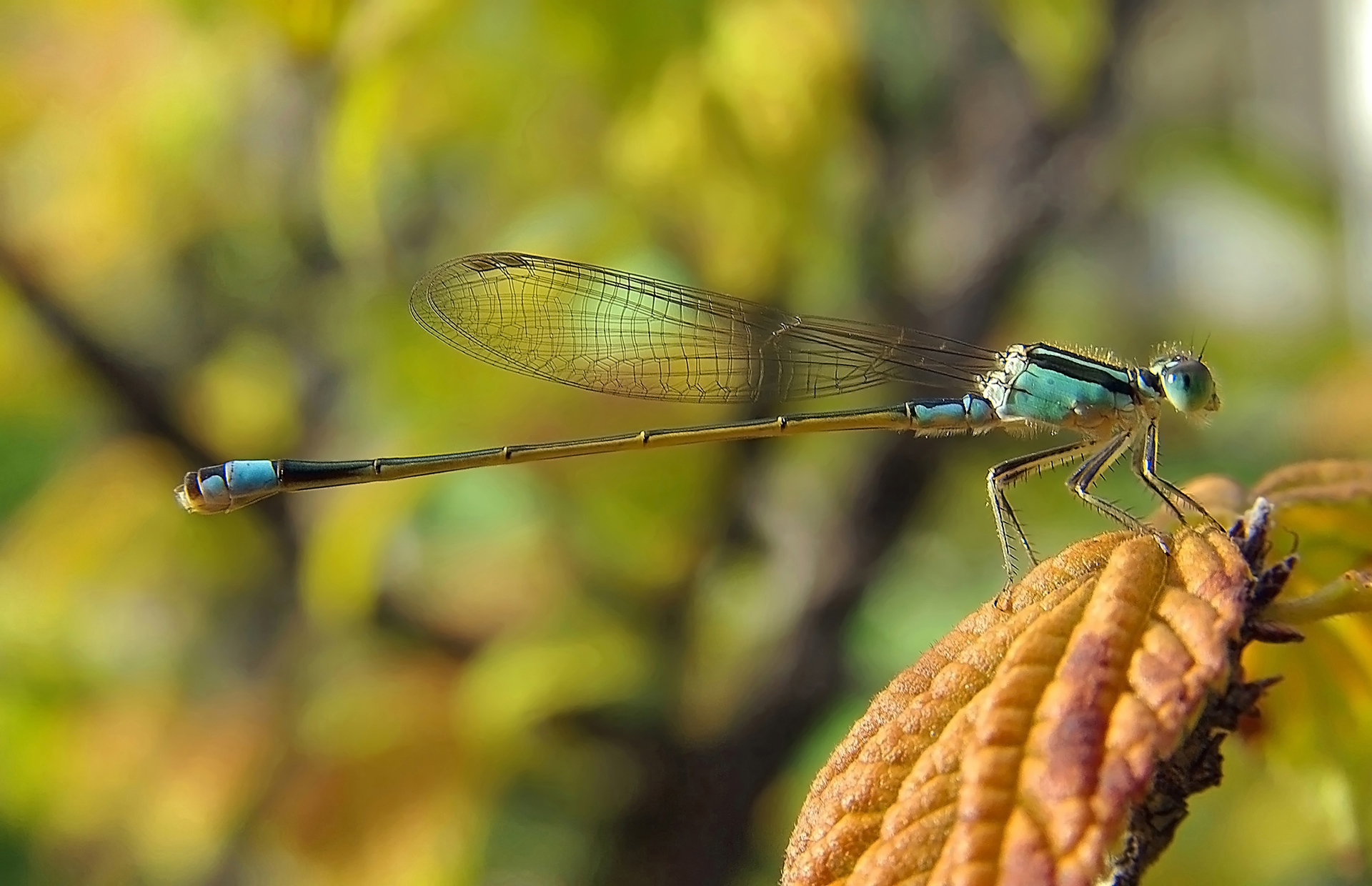 Free download high resolution image - free image free photo free stock image public domain picture -Blue Tailed Damselfly