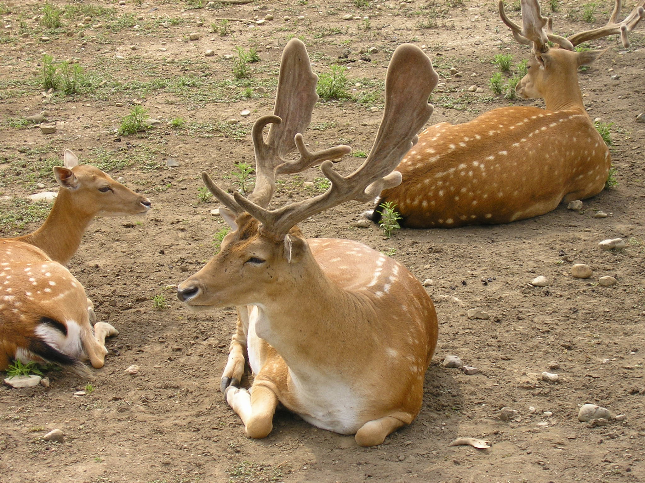 Free download high resolution image - free image free photo free stock image public domain picture -Group of deer in zoo