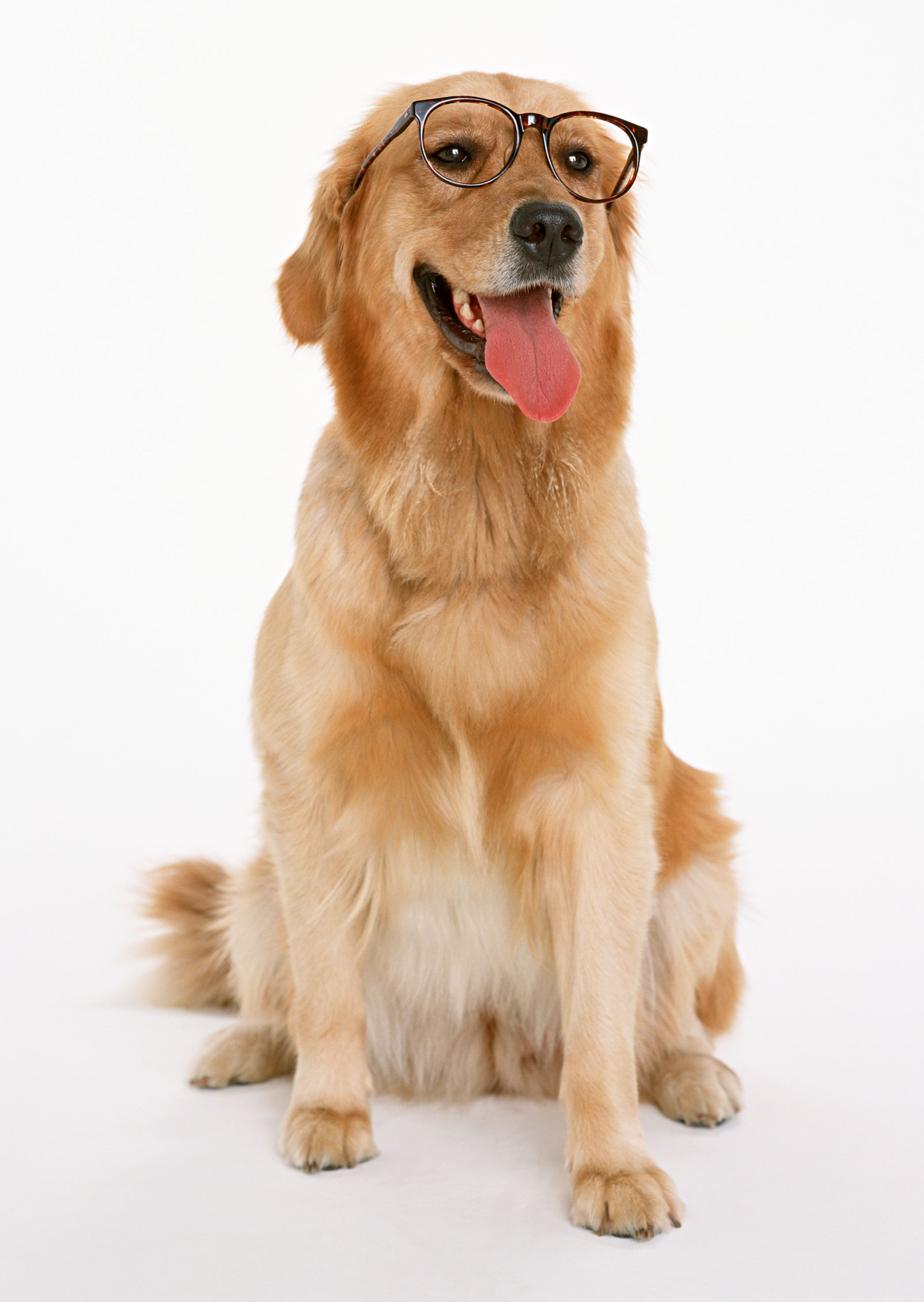 Free download high resolution image - free image free photo free stock image public domain picture -Golden retriever pet dog laying down