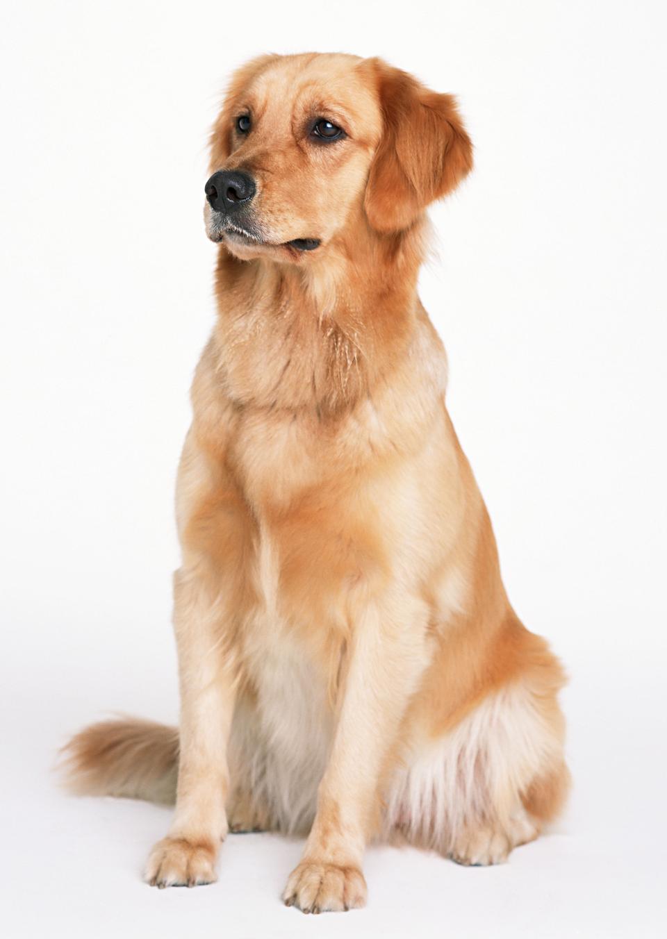 Free download high resolution image - free image free photo free stock image public domain picture  Golden retriever pet dog laying down