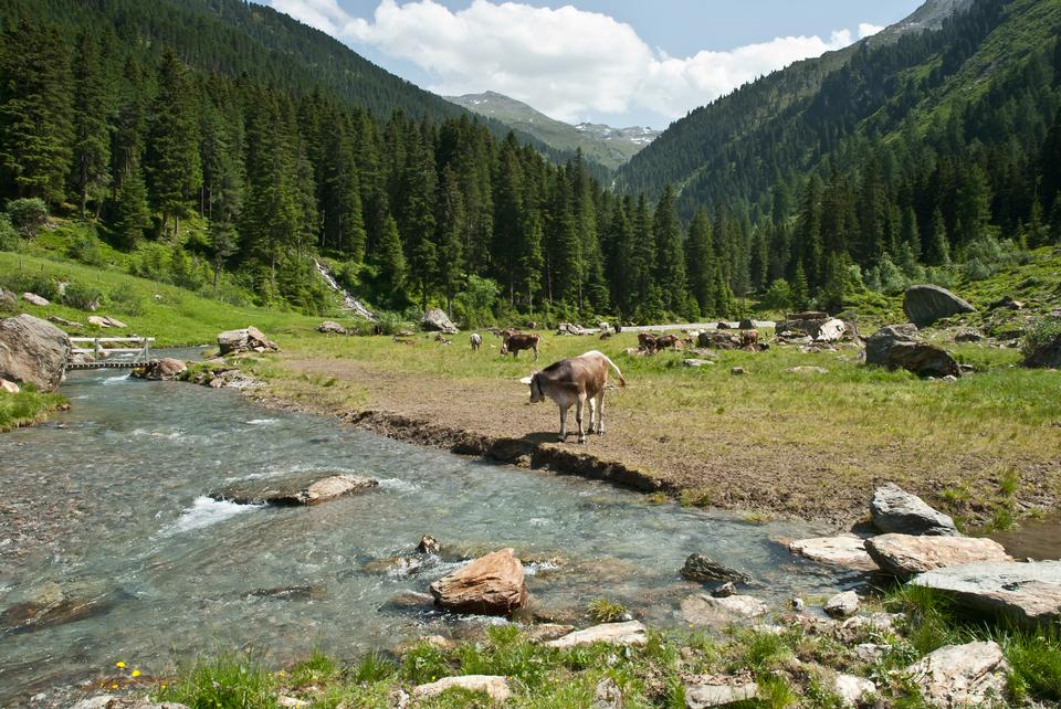 Free download high resolution image - free image free photo free stock image public domain picture  Beautiful Alpine landscape with cows near Koenigssee