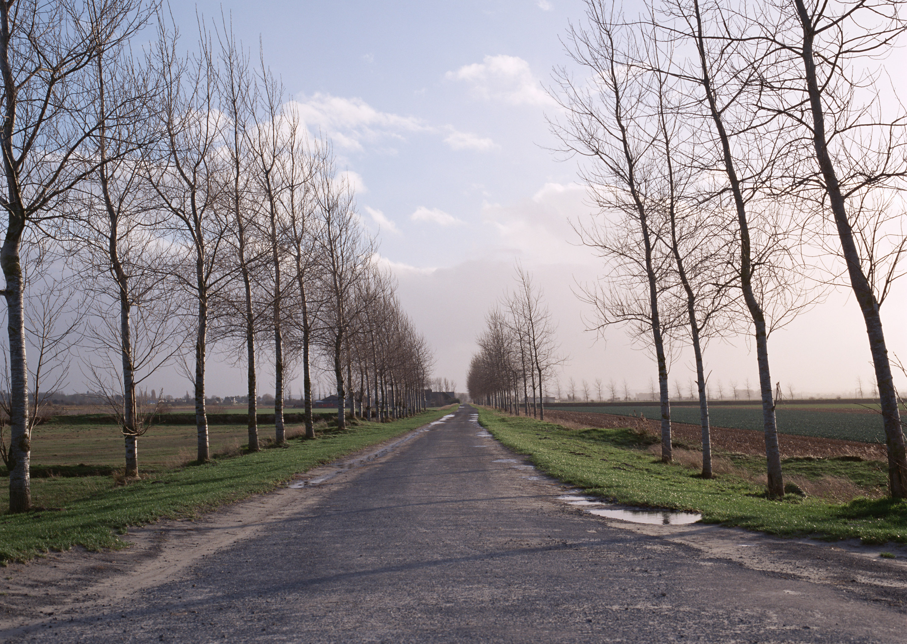 Free download high resolution image - free image free photo free stock image public domain picture -Tree lined country road