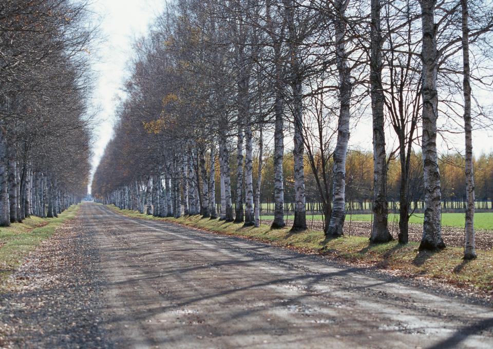 Free download high resolution image - free image free photo free stock image public domain picture  Tree lined country road