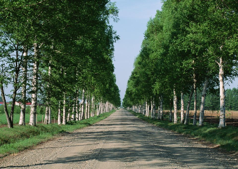 Free download high resolution image - free image free photo free stock image public domain picture  Tree lined country road