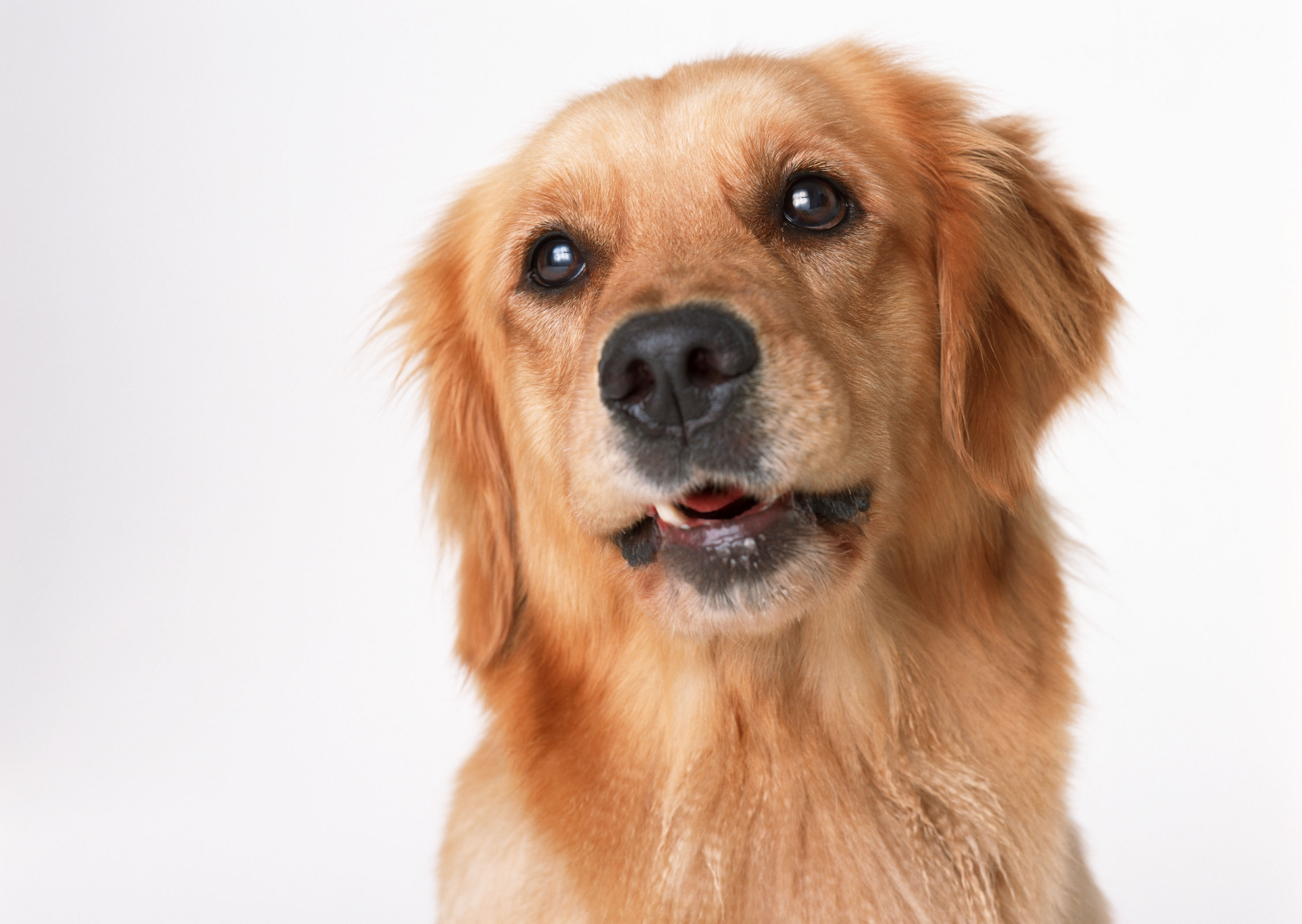 Free download high resolution image - free image free photo free stock image public domain picture -A beautiful golden retriever dog