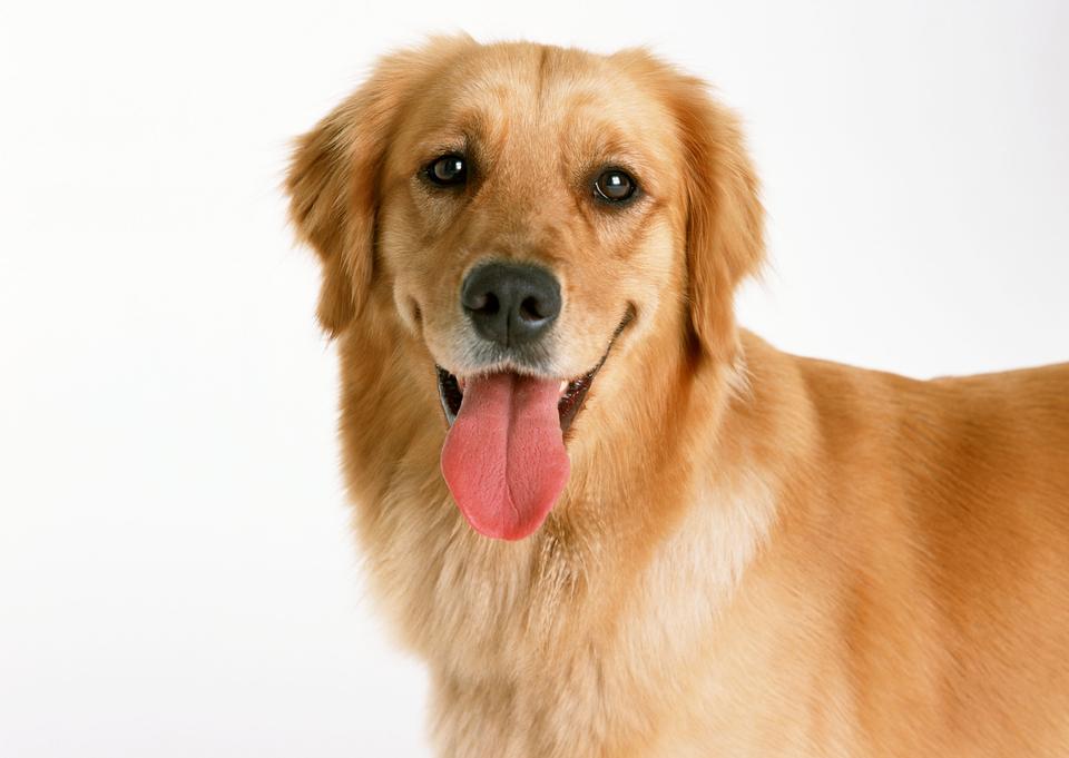 Free download high resolution image - free image free photo free stock image public domain picture  A beautiful golden retriever dog