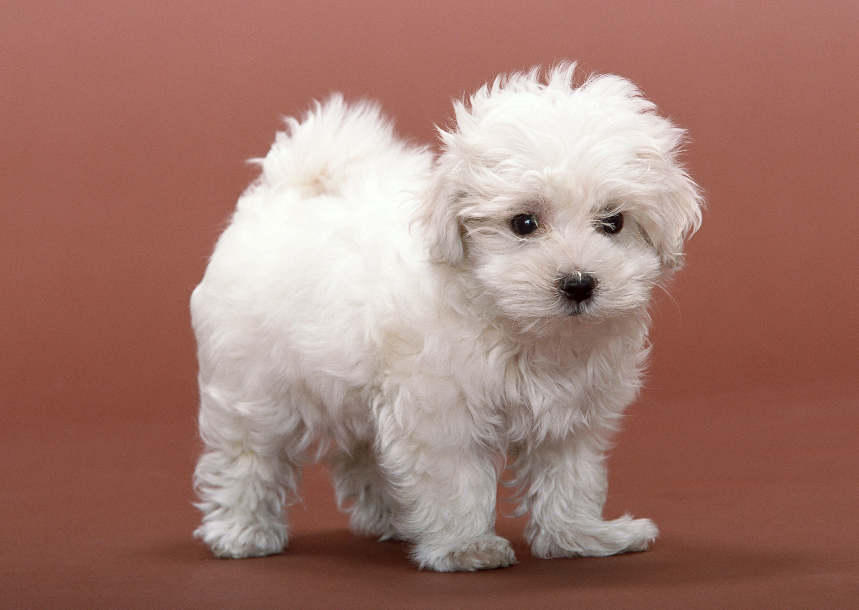 Free download high resolution image - free image free photo free stock image public domain picture -Maltese puppy