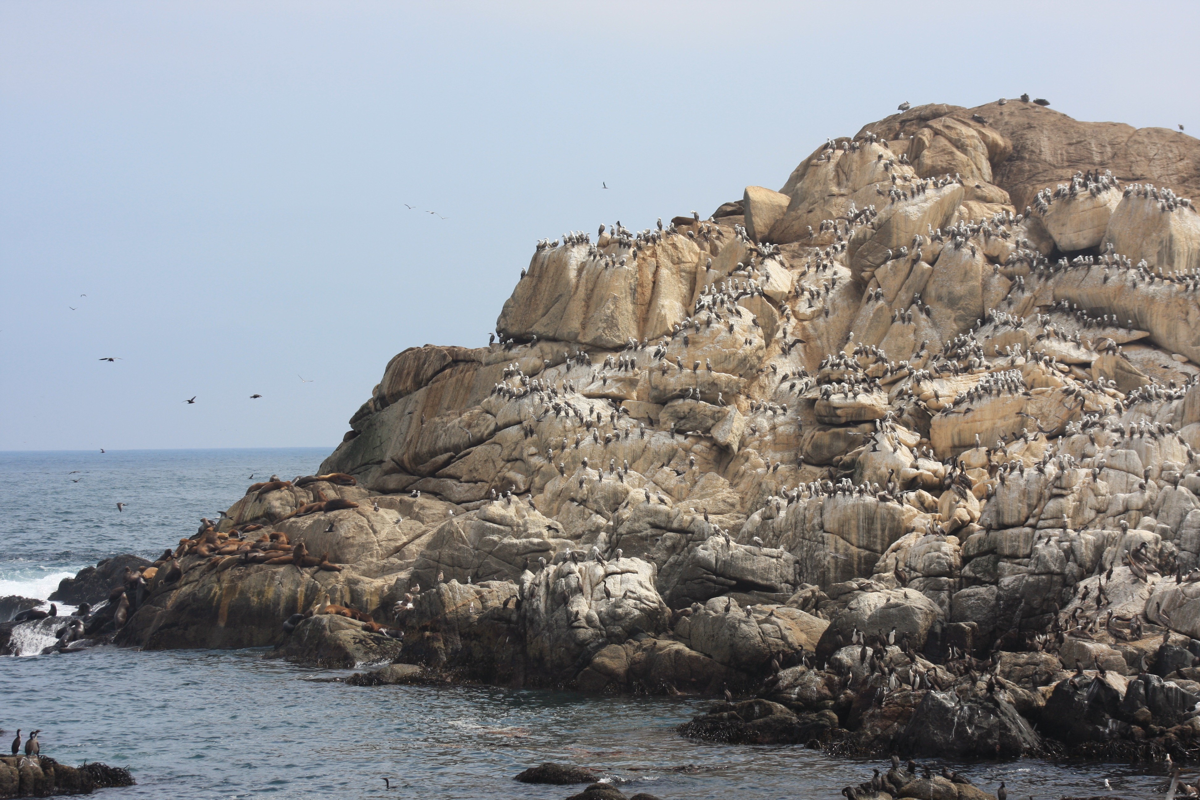 Free download high resolution image - free image free photo free stock image public domain picture -sea lions rookery and birds on the beach in Valparaiso